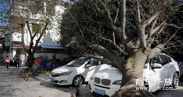 飞来横祸！大树砸了车，保险公司怎么赔？