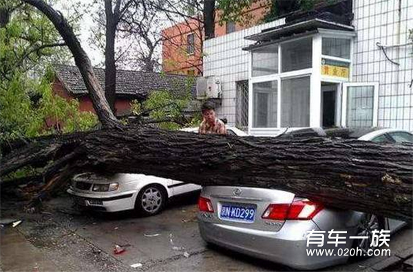 飞来横祸！大树砸了车，保险公司怎么赔？