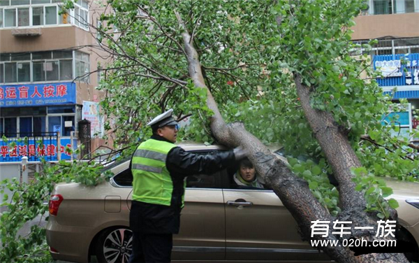 飞来横祸！大树砸了车，保险公司怎么赔？