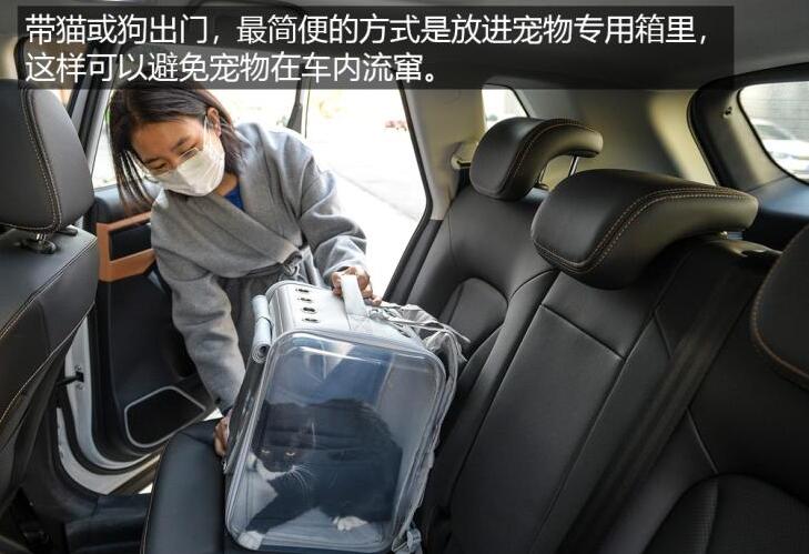 车上有猫会不会出问题?猫咪坐私家车注意事项