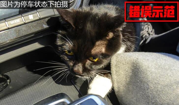 车上有猫会不会出问题?猫咪坐私家车注意事项